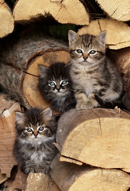 woodpile kitties