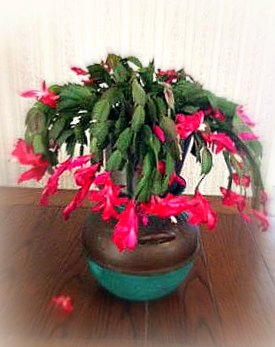 christmas cactus edited