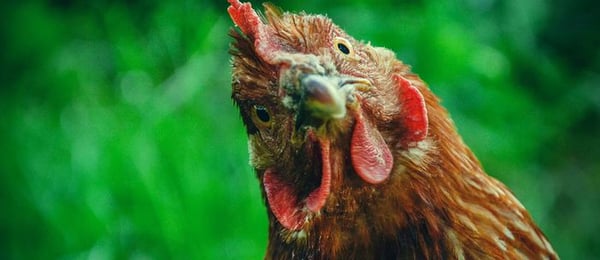 Reddish-brown chicken.